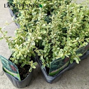 sJTin[NCj1 3 |bgc ֎Rq gLTUV Pyracantha coccinea 'Harlequin'