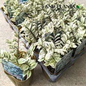 y󏭕iz qTJLi~XeBzCgFqj1 3 |bgc coL qTJL ~XeB[zCgEurya japonica fMistyWhitef