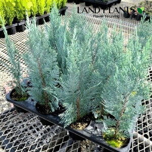 Rjt@[iRiXj1 4 F vX`bN Rjt@[RiX qo Rjt@ qmL jt Chamaecyparis lawsoniana eColumnarisf