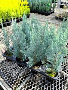 yP[X̔F18z Rjt@[iRiXj18 4 F vX`bN Rjt@[RiX qo Rjt@ qmL jt Chamaecyparis lawsoniana eColumnarisf