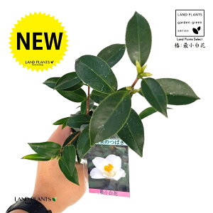 ցFcoLiŏԁj 1 3 |bgc 1 傤΂ TCVEVoi ΂ ֖ ֍ŏ Camelliajaponica