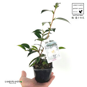 ցFcoLiŏԁj 1 3 |bgc 1 傤΂ TCVEVoi ΂ ֖ ֍ŏ Camelliajaponica