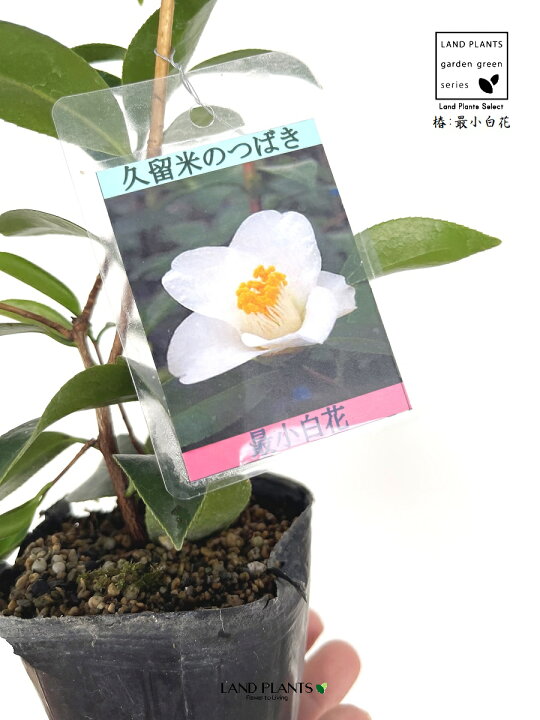 楽天市場】椿：ツバキ（最小白花） 1鉢 3号 ポット苗 1鉢 さいしょう 