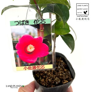 ցFcoLin̐cj 1 3 |bgc 1 ǂ΂т RThrV n ̐c ΂ ֖  Camelliajaponica