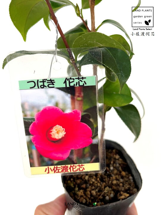 楽天市場】椿：ツバキ（小佐渡侘芯） 1鉢 3号 ポット苗 1鉢 こさどば 