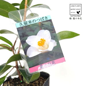 ցFcoLiŏԁj 1 3 |bgc 1 傤΂ TCVEVoi ΂ ֖ ֍ŏ Camelliajaponica