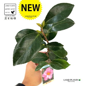 ցFcoLiPj 1 3 |bgc ZCQTNq 񂳂Ђ P  P΂ ֖  Camelliajaponica