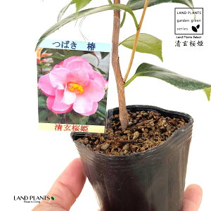 ցFcoLiPj 1 3 |bgc ZCQTNq 񂳂Ђ P  P΂ ֖  Camelliajaponica