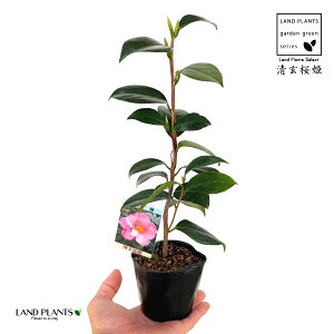 ցFcoLiPj 1 3 |bgc ZCQTNq 񂳂Ђ P  P΂ ֖  Camelliajaponica