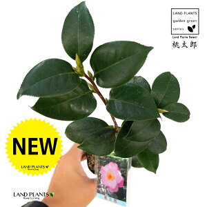 ցFcoLiYj 1 3 |bgc ^E 낤 ΂ ֖  tg 񂵂 Camelliajaponica