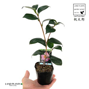 ցFcoLiYj 1 3 |bgc ^E 낤 ΂ ֖  tg 񂵂 Camelliajaponica