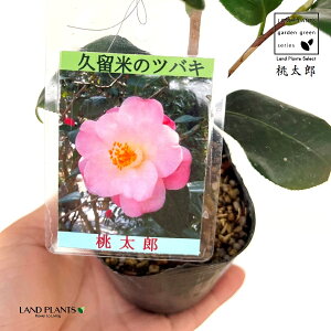 ցFcoLiYj 1 3 |bgc ^E 낤 ΂ ֖  tg 񂵂 Camelliajaponica