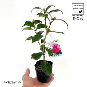 ցFcoLij 1 3 |bgc TLVLu ނ炳 ΂ ֖  Camelliajaponica