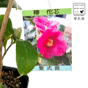 ցFcoLij 1 3 |bgc TLVLu ނ炳 ΂ ֖  Camelliajaponica