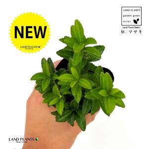 F}TLiO[Wvj 1 3 |bgc }TLO[Wv CIj}X    Euonymus