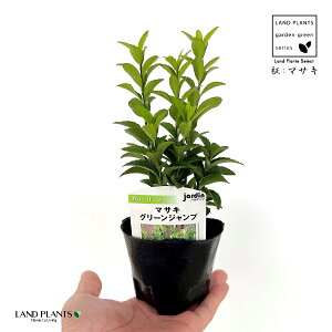 F}TLiO[Wvj 1 3 |bgc }TLO[Wv CIj}X    Euonymus