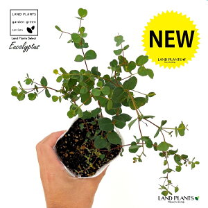 [JifVsGXj 3 |bgc 1 [JfVsGX Eucalyptus