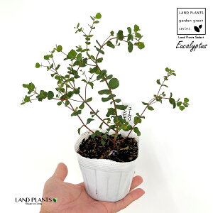 [JifVsGXj 3 |bgc 1 [JfVsGX Eucalyptus