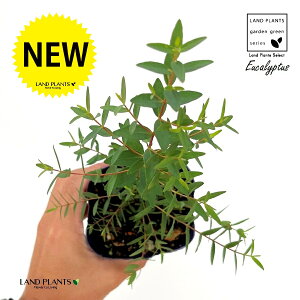 [Jipuj 3 |bgc 1 prtHA [Jpu pu nu Eucalyptus