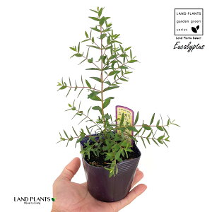 [Jipuj 3 |bgc 1 prtHA [Jpu pu nu Eucalyptus