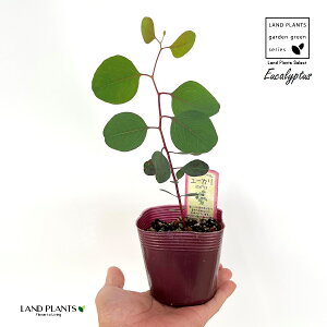 [Ji||Xj 3 |bgc 1 |AZX [J||X ||Xx[ n[g[t[JEucalyptus polyanthemos