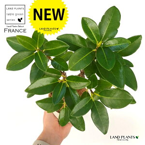 tXSij1 4 vX`bN F S S̖ tBJX rLm[T rMm[T Ficus rubiginosa