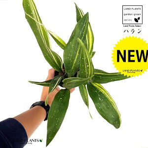 nFtiV̐j 3.5 |bgc 1 A}mK n o Aspidistra elatior Blume, 1834