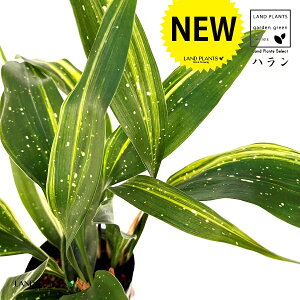 nFtiV̐j 3.5 |bgc 1 A}mK n o Aspidistra elatior Blume, 1834