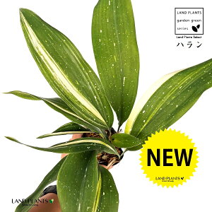 nFtiV̐j 3.5 |bgc 1 A}mK n o Aspidistra elatior Blume, 1834