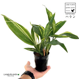 nFtiV̐j 3.5 |bgc 1 A}mK n o Aspidistra elatior Blume, 1834