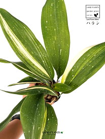 ハラン：葉蘭（天の川） 3.5号 ポット苗 1鉢 アマノガワ 馬蘭 バラン Aspidistra elatior Blume, 1834