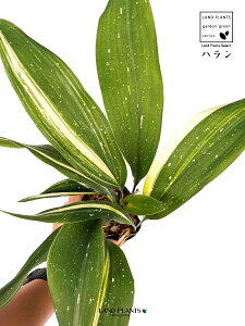 nFtiV̐j 3.5 |bgc 1 A}mK n o Aspidistra elatior Blume, 1834