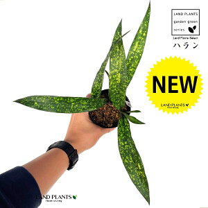 nFti_j 3.5 |bgc 1 ZCE n o Aspidistra elatior Blume, 1834