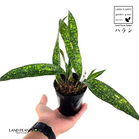 ハラン：葉蘭（雲星） 3.5号 ポット苗 1鉢 ウンセイ 馬蘭 バラン Aspidistra elatior Blume, 1834