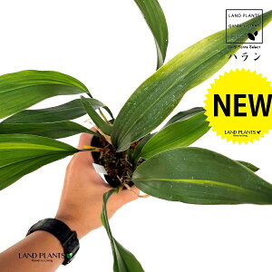 nFtiꕶj 3.5 |bgc 1 C`W n o Aspidistra elatior