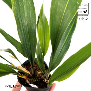 nFtiꕶj 3.5 |bgc 1 C`W n o Aspidistra elatior