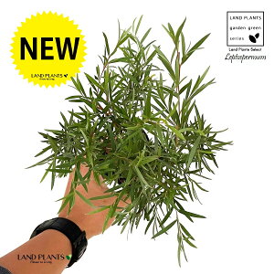 �e�B�[�c���[�i�h�����V���o�[�j 3�� �|�b�g�c 1�� �e�B�[�c���[ �t�g���� ���v�g�X�y���}�� �u���L�A���h���� Leptospermum