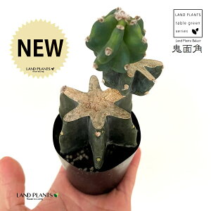 SʊpFLJNi2iu`j 2.5 vX`bNc 1 T{e nVT{e T{e ZEX JN^X Cereus repandus