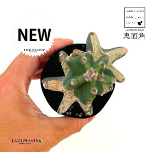 SʊpFLJNi2iu`j 2.5 vX`bNc 1 T{e nVT{e T{e ZEX JN^X Cereus repandus