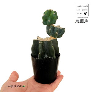 SʊpFLJNi2iu`j 2.5 vX`bNc 1 T{e nVT{e T{e ZEX JN^X Cereus repandus