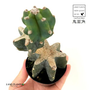 SʊpFLJNi2iu`j 2.5 vX`bNc 1 T{e nVT{e T{e ZEX JN^X Cereus repandus