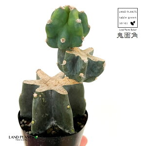 SʊpFLJNi2iu`j 2.5 vX`bNc 1 T{e nVT{e T{e ZEX JN^X Cereus repandus