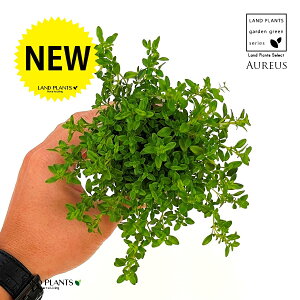 ゴールデンレモンタイム(タイム) 3号 ポット苗 1鉢 アウレウス レモンタイム シトリオドラス シトラス ハーブ ハーヴ Thymus x citrodorus ‘Aureus’