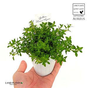 ゴールデンレモンタイム(タイム) 3号 ポット苗 1鉢 アウレウス レモンタイム シトリオドラス シトラス ハーブ ハーヴ Thymus x citrodorus ‘Aureus’