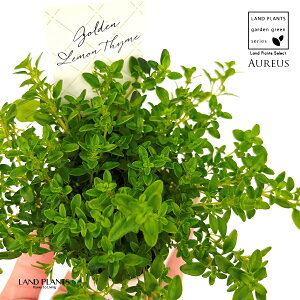 ゴールデンレモンタイム(タイム) 3号 ポット苗 1鉢 アウレウス レモンタイム シトリオドラス シトラス ハーブ ハーヴ Thymus x citrodorus ‘Aureus’