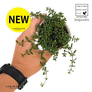 ロンギカウリス(タイム) 3号 ポット苗 1鉢 タイムロンギカウリス Thymus longicaulis