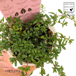 ロンギカウリス(タイム) 3号 ポット苗 1鉢 タイムロンギカウリス Thymus longicaulis