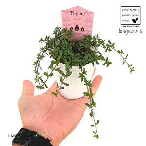 ロンギカウリス(タイム) 3号 ポット苗 1鉢 タイムロンギカウリス Thymus longicaulis