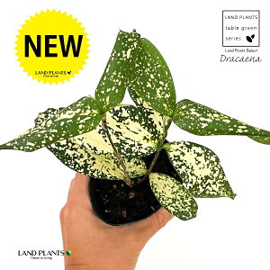 ドラセナ(ゴッド) 3号 ポット苗 1鉢 ゴッド ゴット ホシセンネンボク スルクロサ ドラセナゴッド セフィアナ Dracaena surculosa Gold dust Dracaena