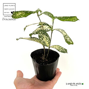 ドラセナ(ゴッドセフィアナ) 3号 ポット苗 1鉢 ゴッド ゴット ホシセンネンボク スルクロサ ドラセナゴッド Dracaena surculosa Gold dust Dracaena